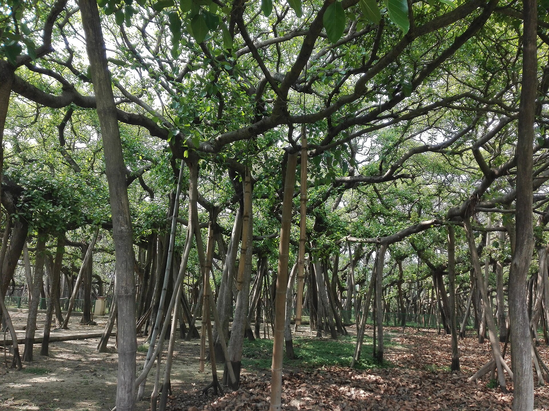 加尔各答植物园的大榕树气生根